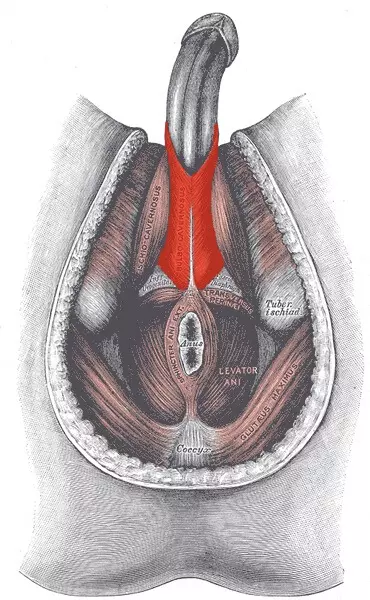 Erexol Avis : Mon analyse de sexologue (+ vraies solutions 2025) exercice muscle bulbo spongieux